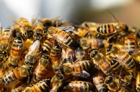 На Збаражчині від укусів бджіл помер 37-річний чоловік