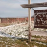 Сільвіо Чікконе: від інженера-оптика до винороба з італійською душею