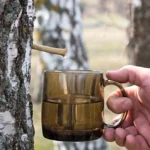 Березовий сік рецепт: як зібрати, зберегти та приготувати смачні напої