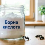 Простой способ избавиться от муравьев: борная кислота и домашние средства