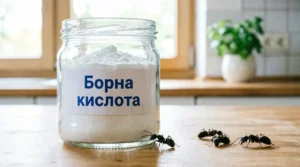 Простой способ избавиться от муравьев: борная кислота и домашние средства
