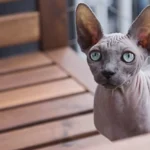 Дорогие породы кошек: топ самых дорогих и реальные расходы