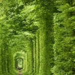 Тоннель любви: интересные факты. Арка, которую выровнял поезд